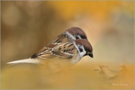 <p>VRABEC POLNÍ (Passer montanus) /Eurasian tree sparrow -Feldsperling/</p>